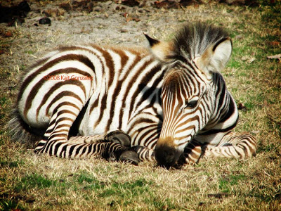 Baby Zebra - Amanda's Update